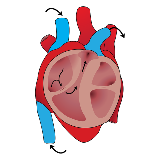 Understanding the Impact of Aging on the Cardiovascular System 1 Understanding the Impact of Aging on the Cardiovascular System
