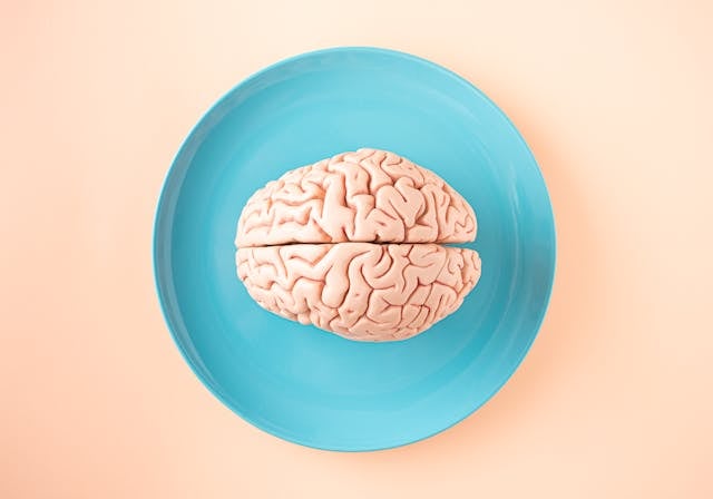 Energy Homeostasis: How Your Body Works to Balance Energy 5 A model brain on a turquoise plate against a peach background.