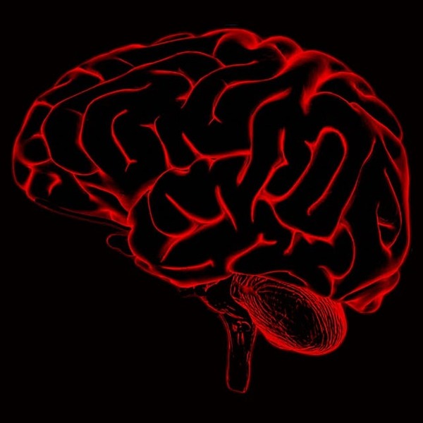 brain 6498039 640 1