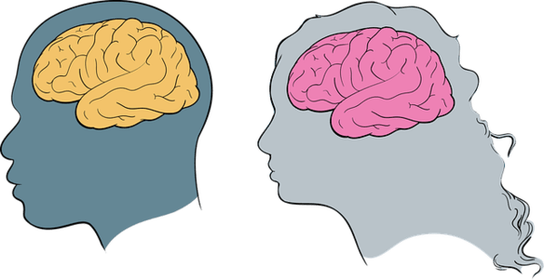 The brain