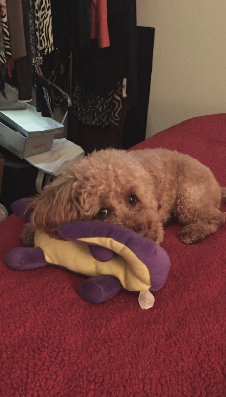 How NAD Gave My Dog Six More Months Of Health, Happiness, And Life 6 1photo 1