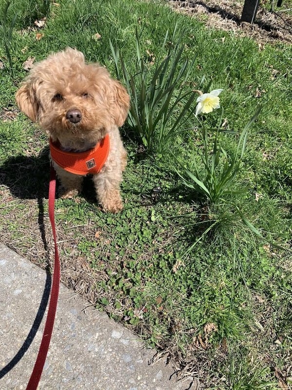 How NAD Gave My Dog Six More Months Of Health, Happiness, And Life 5 a2 4