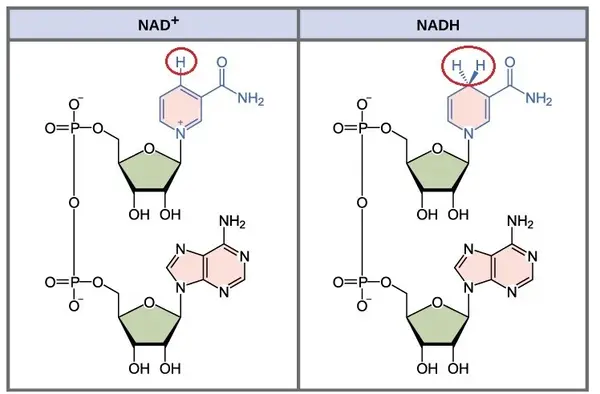 NAD+ vs. NADH: Key Differences and Which is Better 5 Chemical structures of NAD+ (nicotinamide adenine dinucleotide, oxidized form) and NADH (nicotinamide adenine dinucleotide, reduced form)
