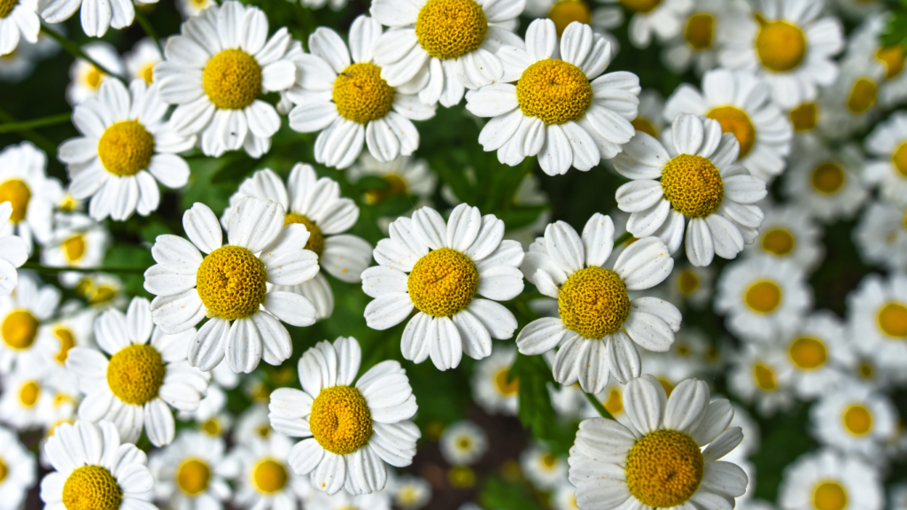 Image of chamomile flowers containing apigenin