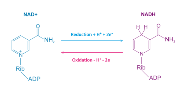 What's the Difference Between NAD and NAC? 4 An image of NAD and NADH compounds