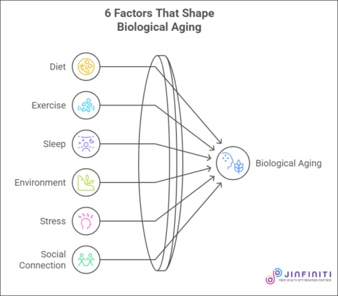 Infographic of lifestyle factors that influence biological aging