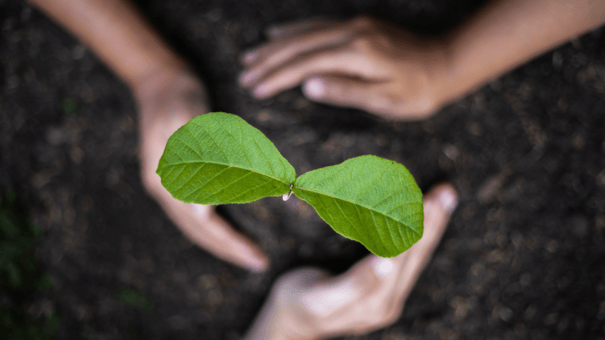 24 Natural Herbs and Spices That Fight Inflammation 7 An image of boswellia seedling.