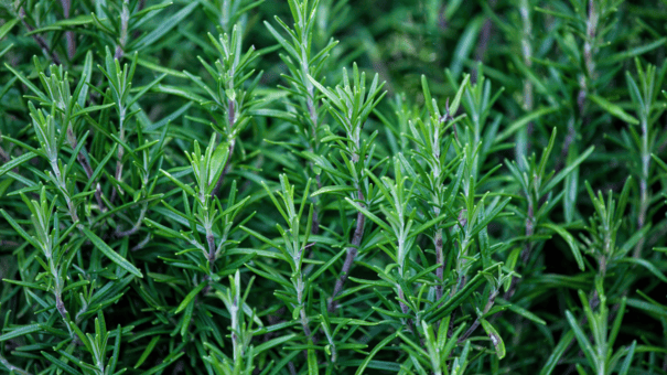 24 Natural Herbs and Spices That Fight Inflammation 11 An image of rosemary.