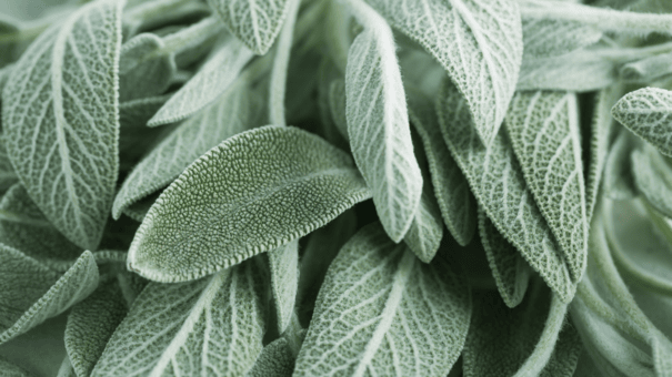 24 Natural Herbs and Spices That Fight Inflammation 14 An image of sage