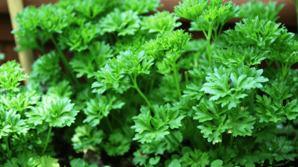24 Natural Herbs and Spices That Fight Inflammation 15 An image of parsley.