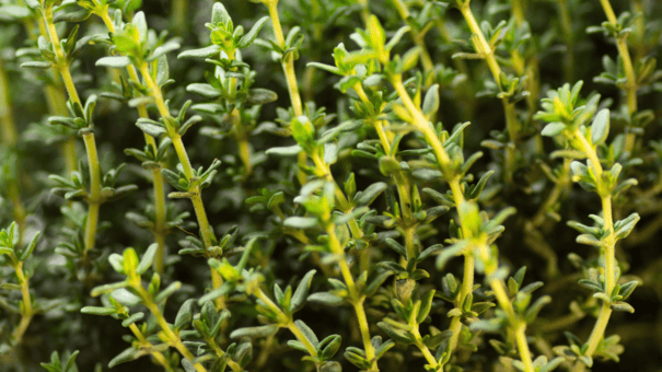 24 Natural Herbs and Spices That Fight Inflammation 16 An image of thyme.