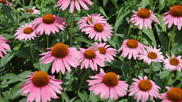 24 Natural Herbs and Spices That Fight Inflammation 17 An image of Echinacea