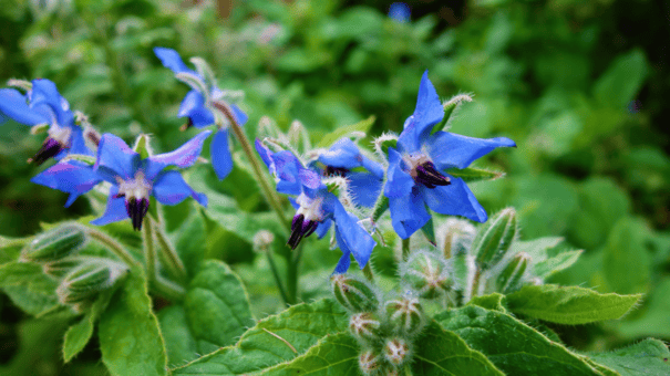 24 Natural Herbs and Spices That Fight Inflammation 18 An image of borage.