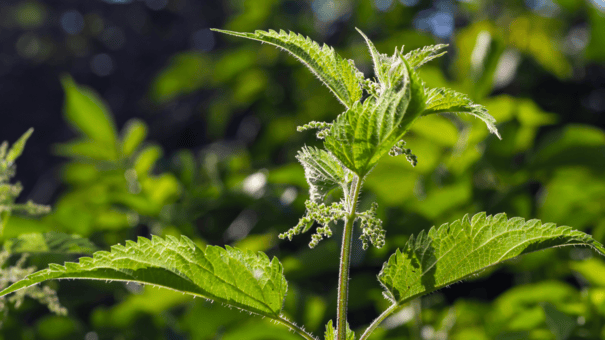 24 Natural Herbs and Spices That Fight Inflammation 19 An image of nettle.