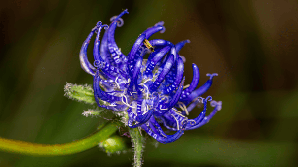 24 Natural Herbs and Spices That Fight Inflammation 21 An image of devil's claw