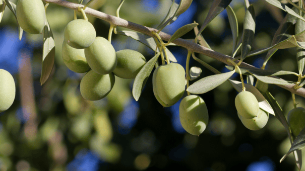 24 Natural Herbs and Spices That Fight Inflammation 22 An image of olive