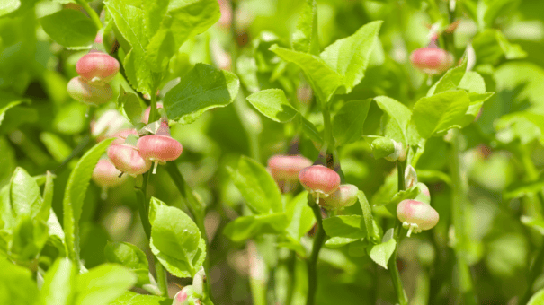 24 Natural Herbs and Spices That Fight Inflammation 23 An image of billberry