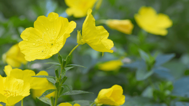 24 Natural Herbs and Spices That Fight Inflammation 24 An image of primrose