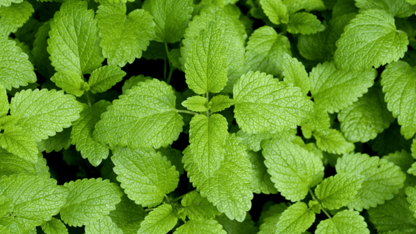 24 Natural Herbs and Spices That Fight Inflammation 26 An image of lemon balm