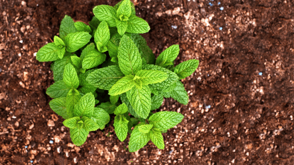 24 Natural Herbs and Spices That Fight Inflammation 28 An image of spearmint