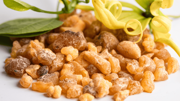 An image of Boswellia.