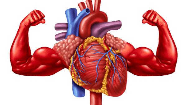 Ginger and Turmeric: A Golden Pair That Works Better Together 10 An image of a strong and healthy heart.