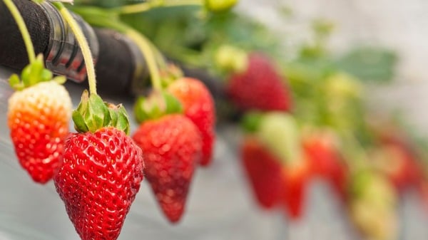 Fisetin: Benefits, Longevity Potential & Side Effects 7 An image of strawberries