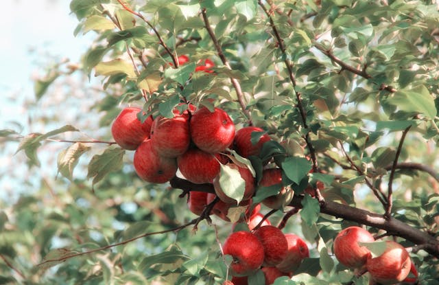 Quercetin vs. Fisetin: Differences and Combined Benefits 5 Red apples on a tree branch
