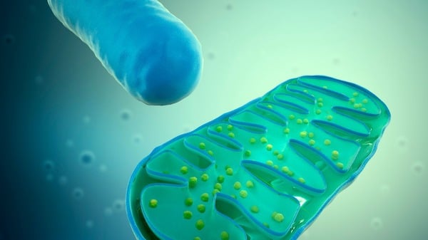 What is Mitochondrial Decline and Why Does it Matter? 4 An image of mitochondria