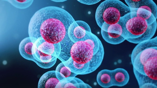 Cellular Senescence and Aging: Problems and Solutions 4 An image of cell division