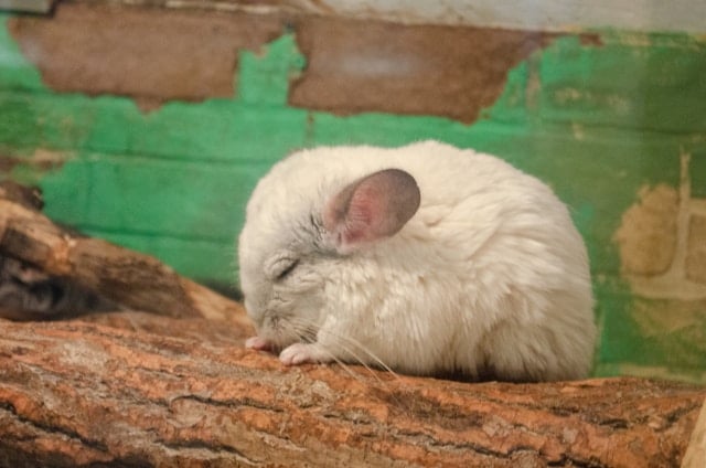 Does Creatine Help Reduce Sleep Deprivation? 5 A cute sleeping mouse