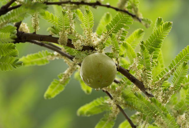 Top 17 Forms of Vitamin C in Supplements (Reviewed) 5 Closeup of Alma fruit in a tree