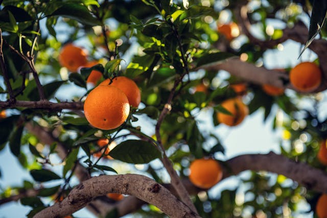 5 Antioxidant Supplements for Oxidative Stress Relief 5 Oranges on a tree branch