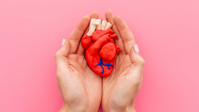 An image of a heart model in a hand