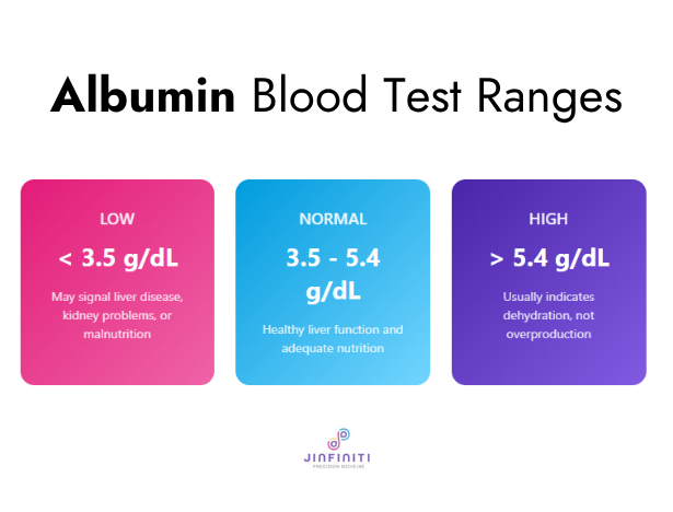 What is an Albumin Blood Test? Understanding Normal Ranges and Results 4 Infographic showing normal ranges for an albumin blood test.