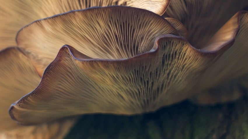 Closeup of oyster mushroom cap