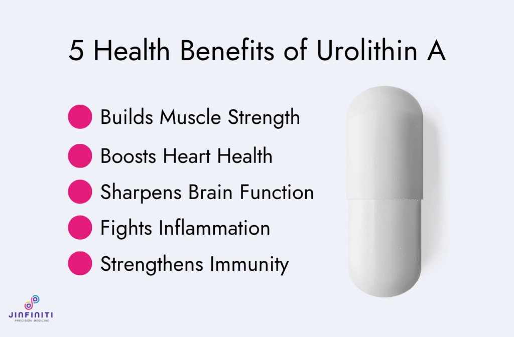 Urolithin A: Benefits, Dosage and Risks You Should Know 4 Infographic showing 5 health benefits of Urolithin A