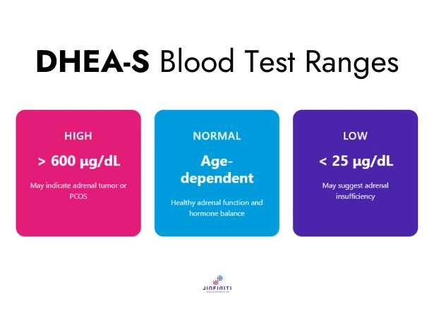 Infographic showing normal ranges for a DHEA-S blood test