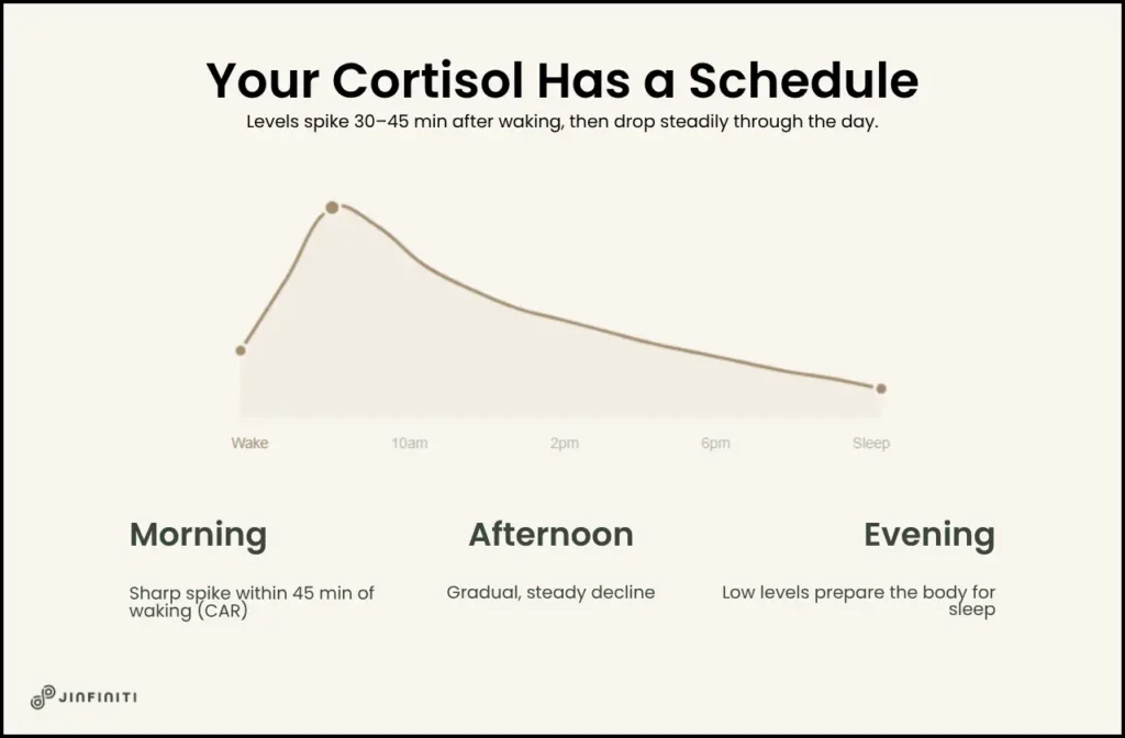 How to Test Cortisol Levels: Methods, Timing, and Next Steps 5 Infographic showing how cortisol levels change throughout the day