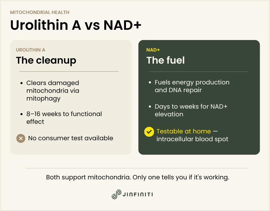 Urolithin A vs NAD+: How They Actually Compare 5 Infographic showing the differences between Urolithin A and NAD+