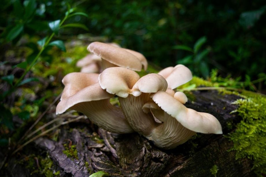 Is Ergothioneine the Next Big Longevity Nutrient?