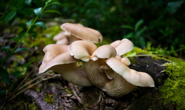 oyster mushrooms ergothioneine 5ccfe8fa
