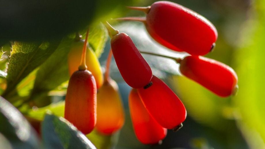 Best Berberine Supplement: The Complete Buyer's Guide 1 Best Berberine Supplement: The Complete Buyer’s Guide
