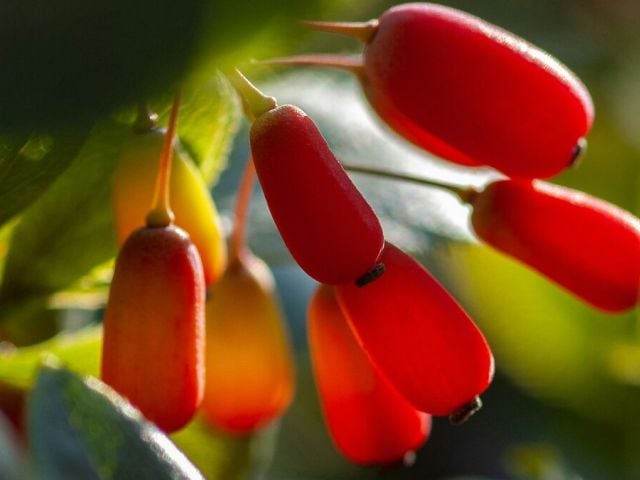 Barberry fruit that berberine supplements are derived from