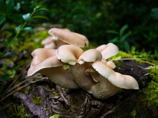 Oyster mushrooms, rich in ergothioneine, growing in the forest