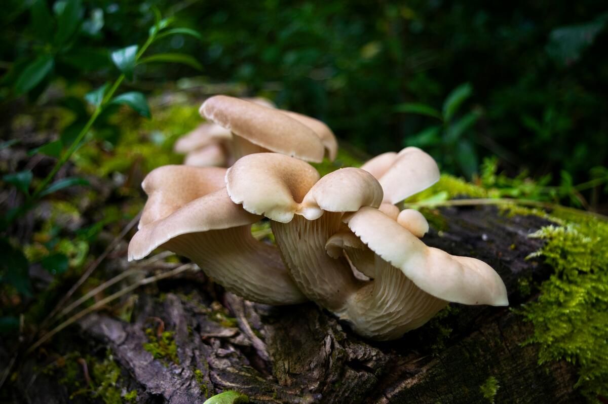 Oyster mushrooms, rich in ergothioneine, growing in the forest