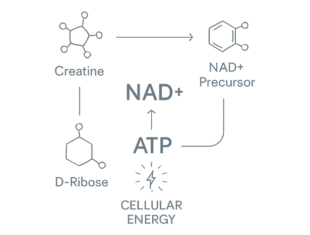Vitality ↑® NAD+ Booster Powder 24 Formula a494f4d3