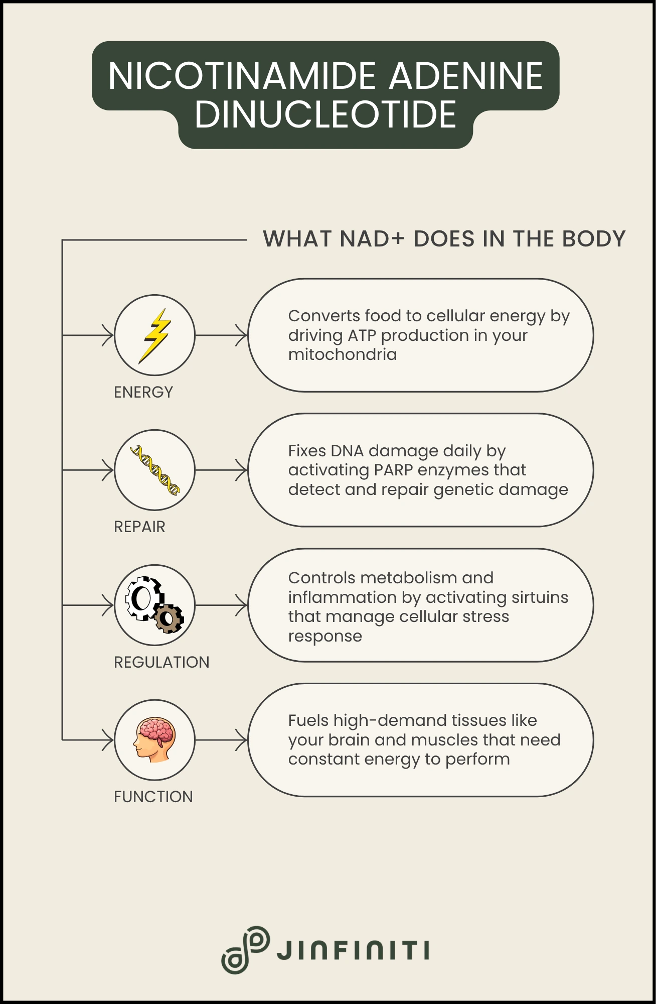 Infographic showing what NAD (Nicotinamide Adenine Dinucleotide) does in the body