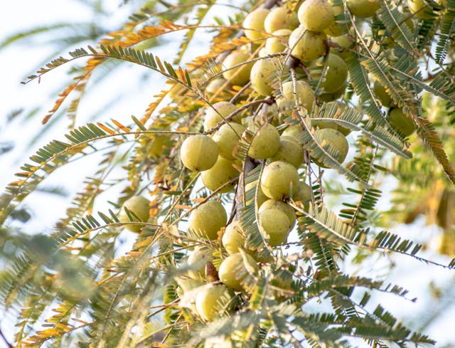 Indian gooseberry (amla fruit) in a tree