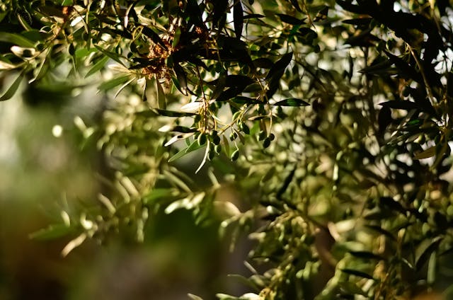 5 Antioxidant Supplements for Oxidative Stress Relief 4 Olive tree